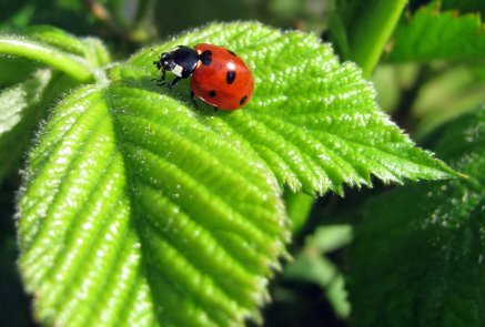 In the garden