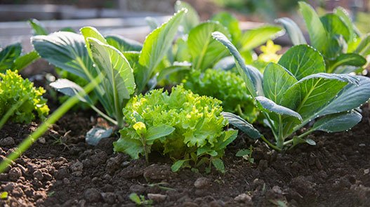 Raised Garden Beds