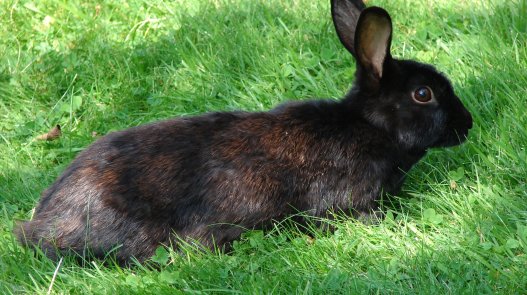 Rabbit & guinea pig