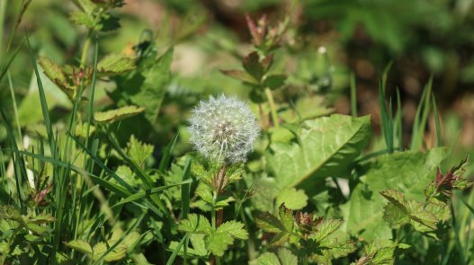 Weed control