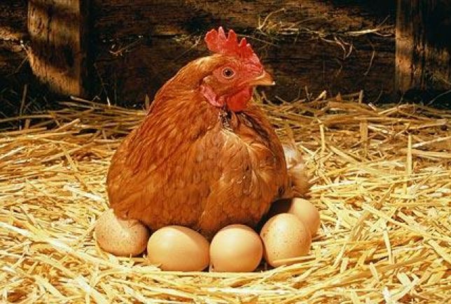 Chooks are available