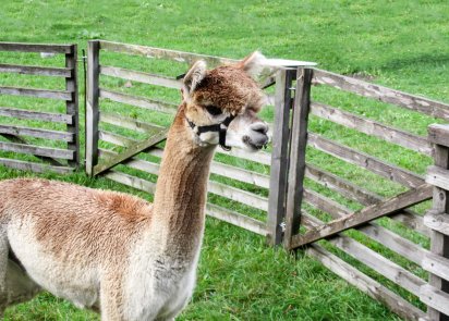 Animal health