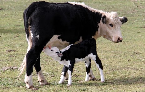 Cattle accessories