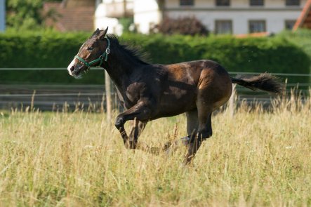 Horse animal health