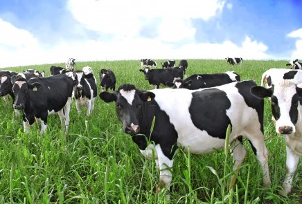 Cattle animal health