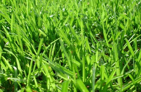 Lawn seed