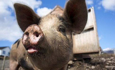 Pig animal health