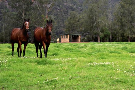 Horse feed & supplements