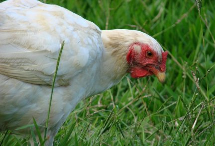 Poultry animal heatlh