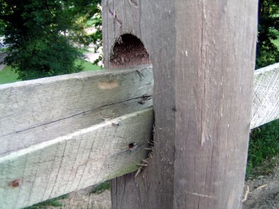 Wooden posts